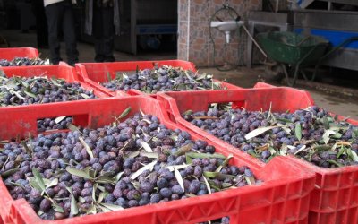 Zeytin Hasadına Gidiyoruz