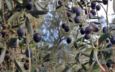 Zeytin Hasadına Gidiyoruz